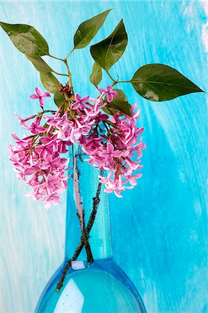 Lilac blossoms Fotografie stock - Premium Royalty-Free, Codice: 689-03124377