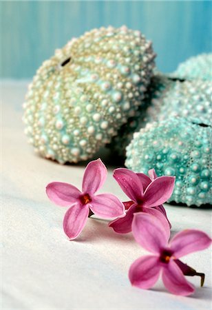 Single lilac blossoms with sea urchins Foto de stock - Sin royalties Premium, Código: 689-03124379