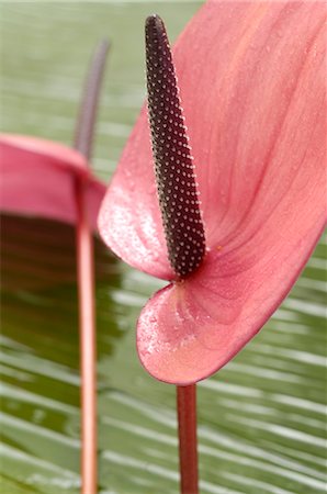 Anthurium Stock Photo - Premium Royalty-Free, Code: 689-03124387