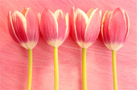 romance and spring - Pink tulip blossoms Stock Photo - Premium Royalty-Free, Code: 689-03124445