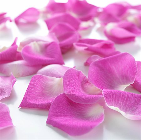 spa decoration - Rose petals Stock Photo - Premium Royalty-Free, Code: 689-03124484