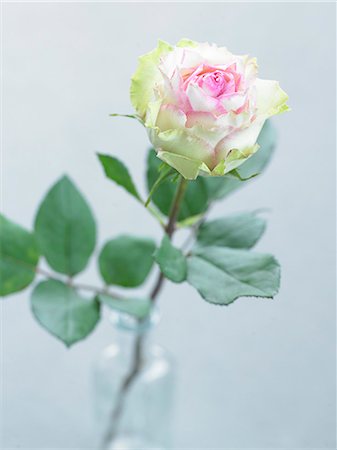spa decoration - Single white rose Stock Photo - Premium Royalty-Free, Code: 689-03124481