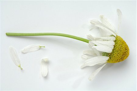 Fleurs de camomille avec pétales Photographie de stock - Premium Libres de Droits, Code: 689-03124506