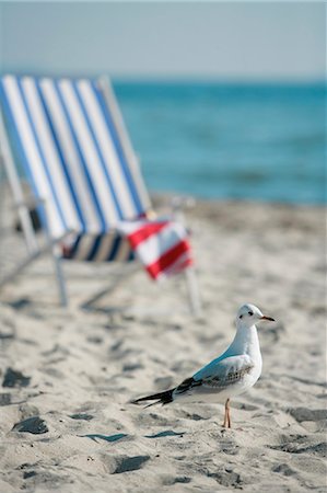 simsearch:689-03125806,k - Gull and deckchair on the beach Stock Photo - Premium Royalty-Free, Code: 689-03124567