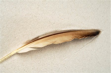 simsearch:689-03125806,k - Feather in the sand Stock Photo - Premium Royalty-Free, Code: 689-03124569