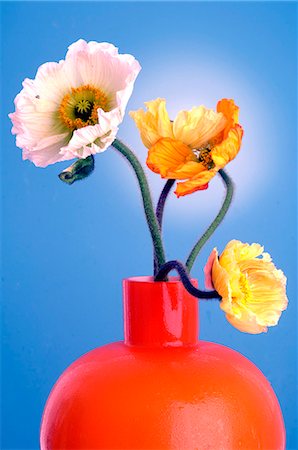 simsearch:689-03128122,k - Poppy flowers Stock Photo - Premium Royalty-Free, Code: 689-03124791