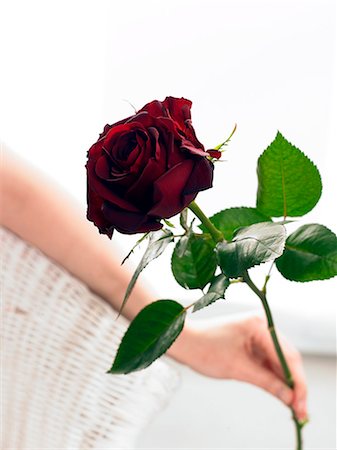 simsearch:689-03124881,k - Dark red rose Foto de stock - Sin royalties Premium, Código: 689-03124909