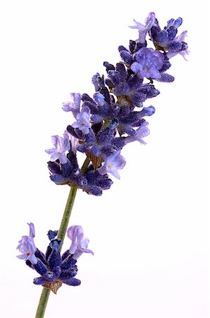 Lavande (Lavandula angustifolia) Photographie de stock - Premium Libres de Droits, Code: 689-03125527