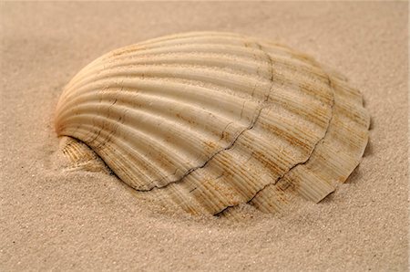 simsearch:689-03125806,k - Sea shell in the sand Stock Photo - Premium Royalty-Free, Code: 689-03125764