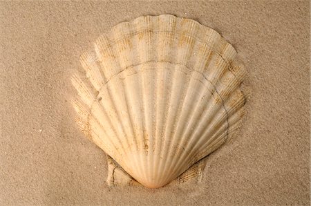 simsearch:689-03125806,k - Sea shell in the sand Stock Photo - Premium Royalty-Free, Code: 689-03125765