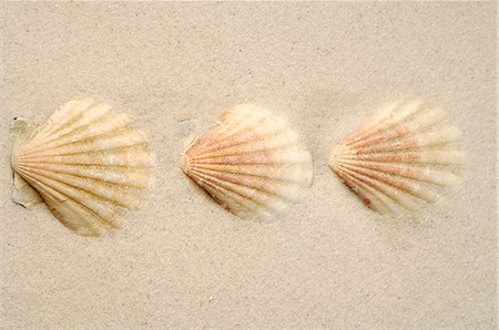 simsearch:689-03125806,k - Three shells in the sand Stock Photo - Premium Royalty-Free, Code: 689-03125766