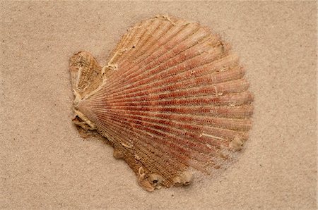 simsearch:689-03125806,k - Sea shell in the sand Stock Photo - Premium Royalty-Free, Code: 689-03125767