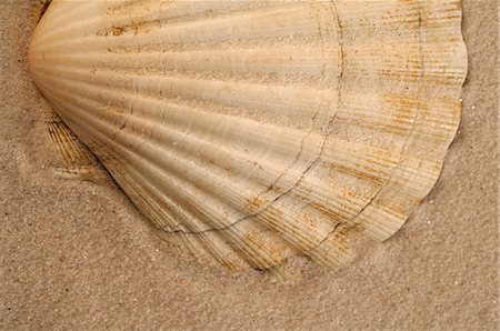 simsearch:689-03125806,k - Sea shell in the sand Stock Photo - Premium Royalty-Free, Code: 689-03125763