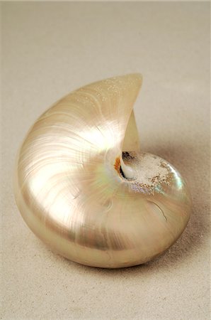 snail - Coquille d'escargot dans le sable Photographie de stock - Premium Libres de Droits, Code: 689-03125779