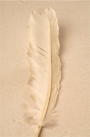 simsearch:689-03125806,k - Feather in the sand Stock Photo - Premium Royalty-Free, Code: 689-03125771