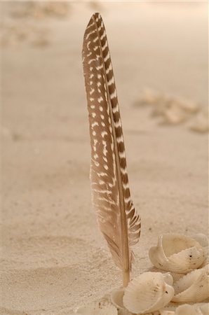 simsearch:689-03125806,k - Feather in the sand Stock Photo - Premium Royalty-Free, Code: 689-03125794
