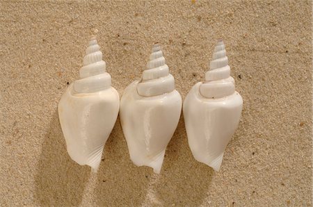 escargot - Trois coquilles d'escargot dans le sable Photographie de stock - Premium Libres de Droits, Code: 689-03125804