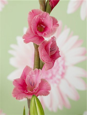 Gladiolus Foto de stock - Royalty Free Premium, Número: 689-03126084