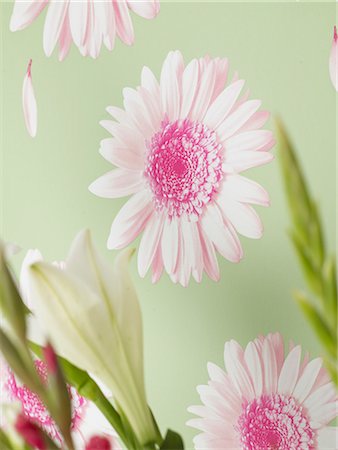 Flowery wallpaper Stock Photo - Premium Royalty-Free, Code: 689-03126086