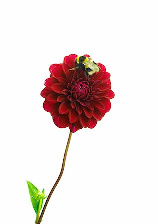 Bumble bee on a dahlia blossom Stock Photo - Premium Royalty-Free, Code: 689-03126476