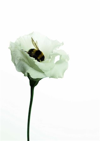 Bumble bee in a eustoma blossom Stock Photo - Premium Royalty-Free, Code: 689-03126479
