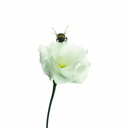 Bumble bee in a eustoma blossom Stock Photo - Premium Royalty-Free, Code: 689-03126482