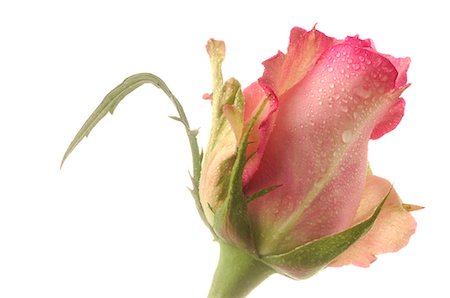 simsearch:689-03128122,k - Pink roses,close up Stock Photo - Premium Royalty-Free, Code: 689-03127056