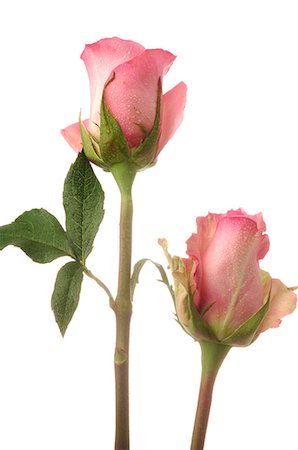 simsearch:689-03128122,k - Pink roses Stock Photo - Premium Royalty-Free, Code: 689-03127052