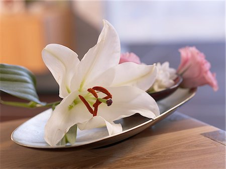 spa decoration - Blossoms in a bowl Stock Photo - Premium Royalty-Free, Code: 689-03127251