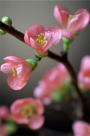 spa decoration - Cherry blossoms Stock Photo - Premium Royalty-Free, Code: 689-03127720