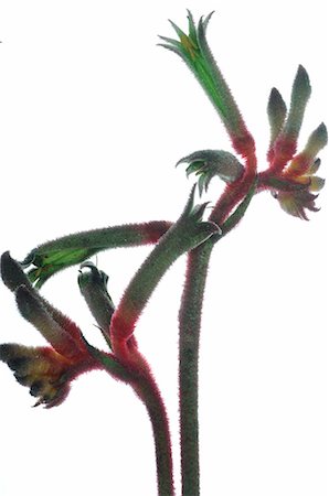 simsearch:689-03128122,k - Kangaroo paw Stock Photo - Premium Royalty-Free, Code: 689-03128053