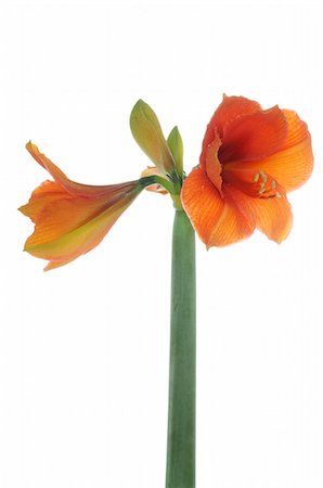 simsearch:689-03128122,k - Hippeastrum Stock Photo - Premium Royalty-Free, Code: 689-03128067