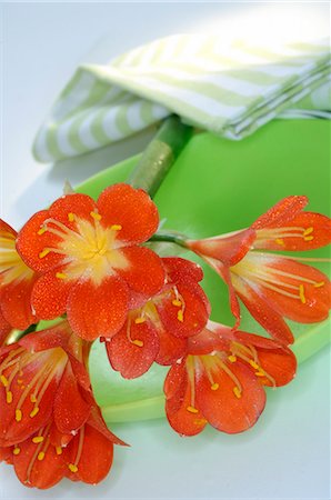 simsearch:689-03128122,k - Clivia Stock Photo - Premium Royalty-Free, Code: 689-03128063