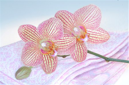 spa decoration - Orchid blossom and towel Stock Photo - Premium Royalty-Free, Code: 689-03128075