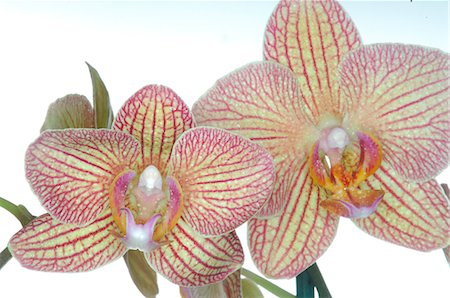 simsearch:689-03128122,k - Orchid blossom Stock Photo - Premium Royalty-Free, Code: 689-03128077