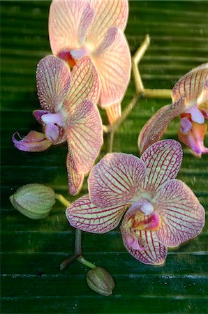simsearch:689-03128122,k - Orchid blossom Stock Photo - Premium Royalty-Free, Code: 689-03128078
