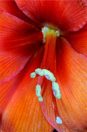 Hippeastrum Foto de stock - Royalty Free Premium, Número: 689-03128070