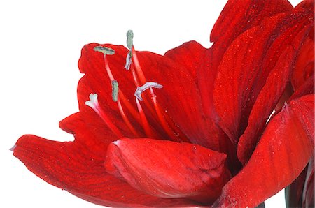 simsearch:689-03128122,k - Hippeastrum Stock Photo - Premium Royalty-Free, Code: 689-03128071