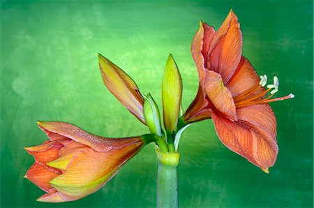 Hippeastrum Foto de stock - Royalty Free Premium, Número: 689-03128072