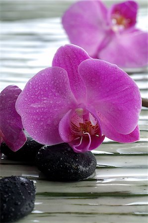 spa decoration - Pink orchid blossom Stock Photo - Premium Royalty-Free, Code: 689-03128080
