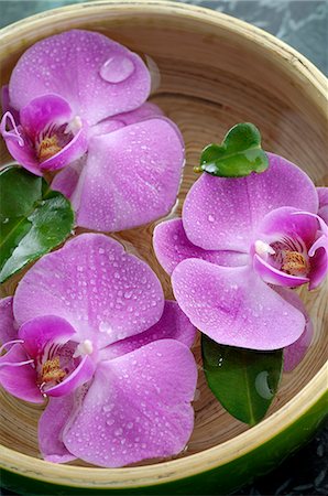 spa decoration - Orchid blossoms in a water bowl Stock Photo - Premium Royalty-Free, Code: 689-03128082
