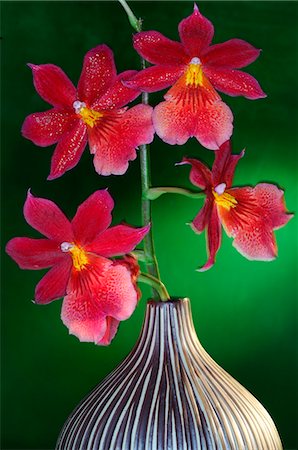 simsearch:689-03128122,k - Orchid blossom Stock Photo - Premium Royalty-Free, Code: 689-03128094