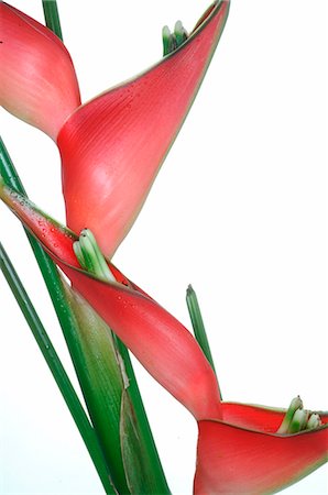 simsearch:689-03128122,k - Heliconia Stock Photo - Premium Royalty-Free, Code: 689-03128096