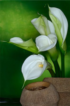 Callas in a brwon vase Foto de stock - Sin royalties Premium, Código: 689-03128106