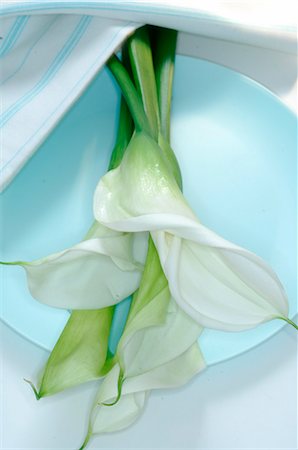 Calla on a plate Foto de stock - Sin royalties Premium, Código: 689-03128107