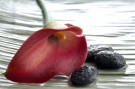 Calla blossom Foto de stock - Sin royalties Premium, Código: 689-03128108