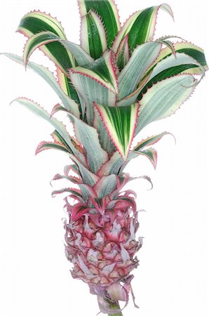 simsearch:689-03128122,k - Bromelia Stock Photo - Premium Royalty-Free, Code: 689-03128112