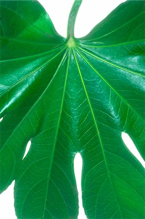 simsearch:689-03128122,k - Exotic plant,leaf,detail Stock Photo - Premium Royalty-Free, Code: 689-03128126