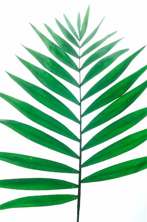 simsearch:689-03128122,k - Exotic plant,leaf,detail Stock Photo - Premium Royalty-Free, Code: 689-03128128