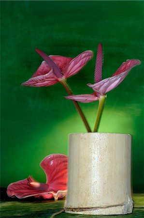 Flamingo lily Stock Photo - Premium Royalty-Free, Code: 689-03128122